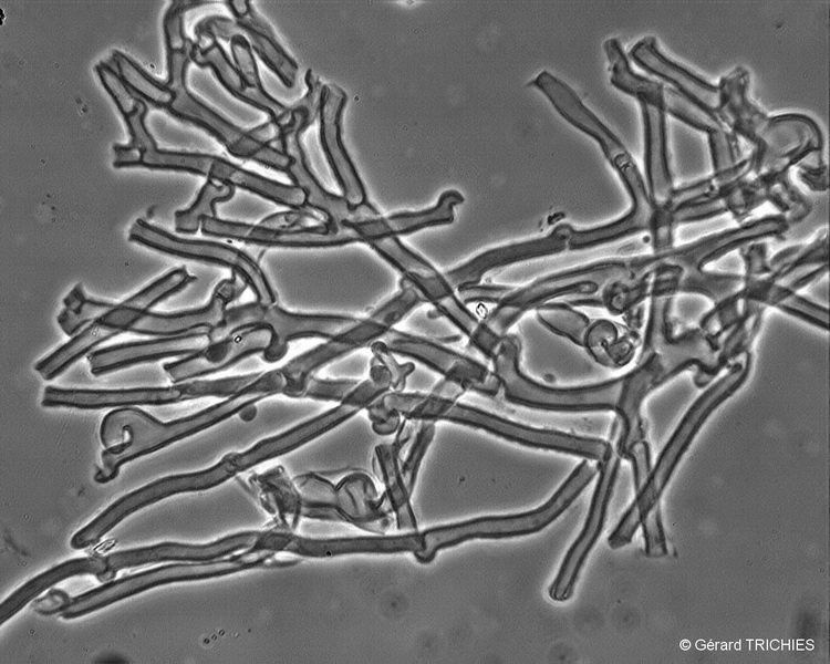 phlebia